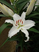 [5279 Universe EVR No01.JPG]